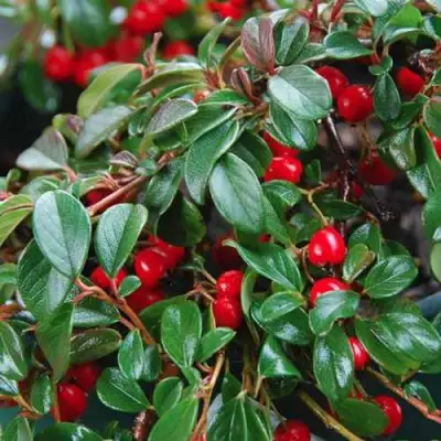 Кизильник Даммера в Горках