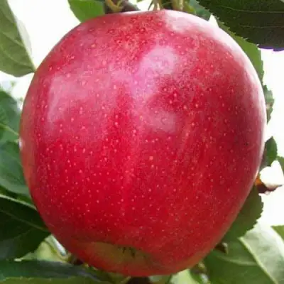 Яблоня ГАЛА МАСТ в Горках