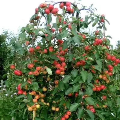 Яблоня ХЮВИНГИЕНЗИС декоративная в Горках