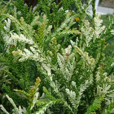 Туевик ВАРИЕГАТА долотовидный в Горках