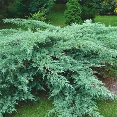 Можжевельник ГРЕЙ ОУЛ виргинский  в Горках
