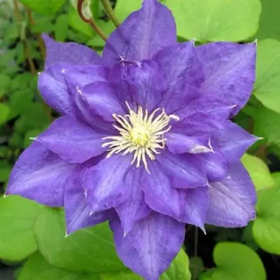 Клематис БЬЮТИ ОФ ВОЧЕСТЕР в Горках