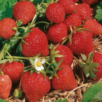 Клубника ФЛОРЕНС в Горках