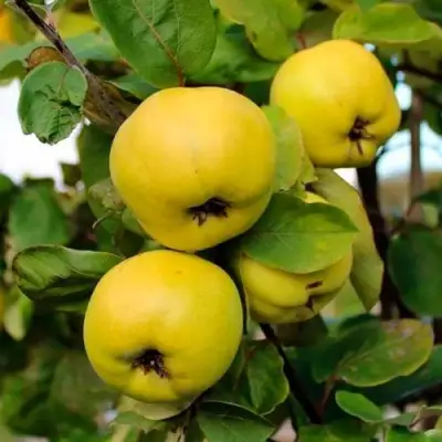 Айва ЯБЛОКОВИДНАЯ в Горках