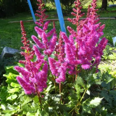 Астильба ЭЛИЗАБЕТ ВАН ВИН японская в Горках