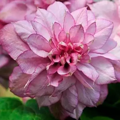 Клематис ИННОСЕНТ ГЛАНС в Горках