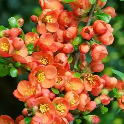 Айва ОРАНЖ ТРЕЙЛ в Горках