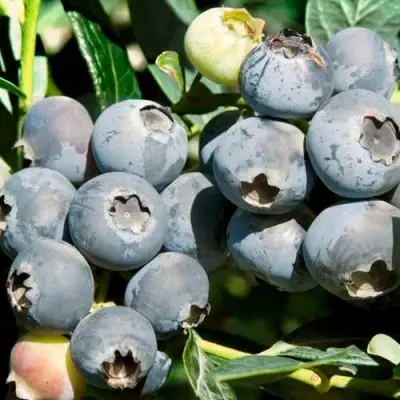 Голубика ЧАНДЛЕР в Горках