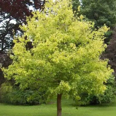 Клен ясенелистный в Горках