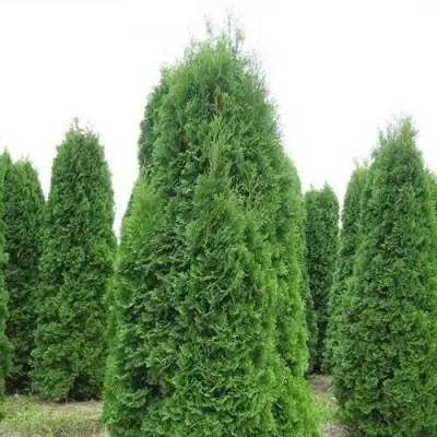 Туя КОЛУМНА западная в Горках