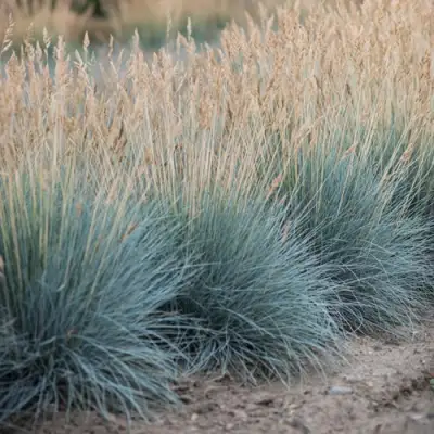 Овсяница АЙСФОГЕЛЬ сизая в Горках