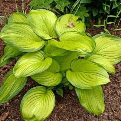 Хоста СТЕЙНД ГЛАСС гибридная в Горках