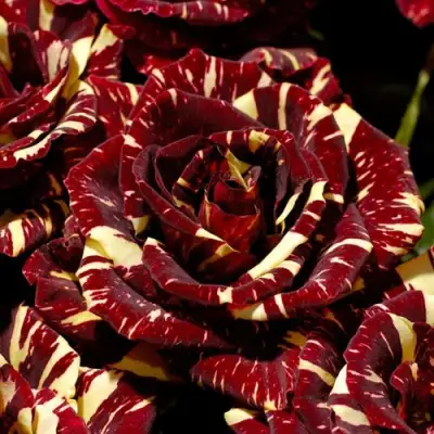 Роза АБРАКАДАБРА чайно-гибридная в Горках