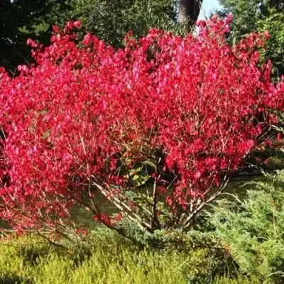 Бересклет ЕВРОПЕЙСКИЙ в Горках