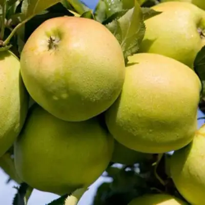 Яблоня МУТСУ в Горках