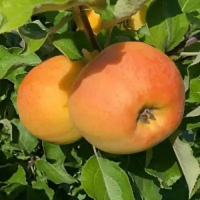 Яблоня АНТОНОВКА ЗОЛОТАЯ в Горках