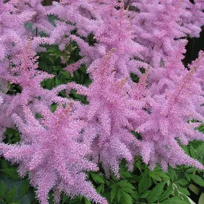 Астильба ГИАЦИНТ Арендса в Горках