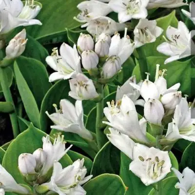 Хоста МОНСТЕР ИРЗ гибридная в Горках