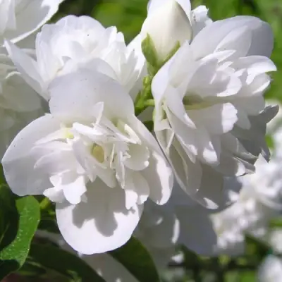 Жасмин ЖИРАНДОЛЬ в Горках