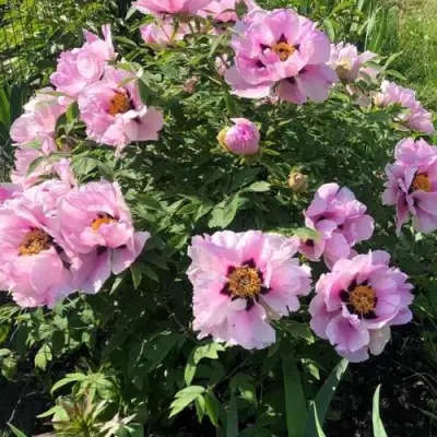 Пион РОЗОВАЯ РЕКА древовидный в Горках