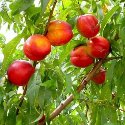 Нектарин ХАРБЛЕЙЗ в Горках