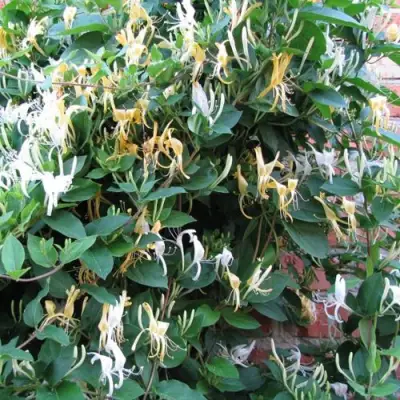 Жимолость ХАЛЛИАНА японская (Хелиана) в Горках