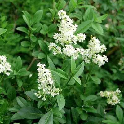 Бирючина обыкновенная АТРОВИРЕНС в Горках