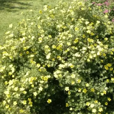 Лапчатка КЛОНДАЙК кустарниковая в Горках