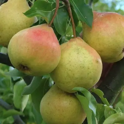 Груша ПАМЯТЬ ЯКОВЛЕВА в Горках