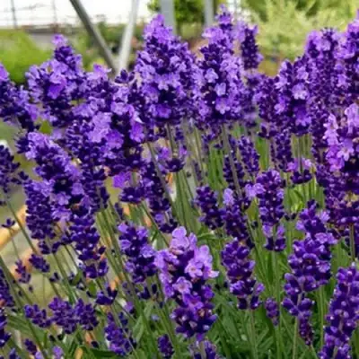 Лаванда ХИДКОТ БЛЮ узколистная в Горках