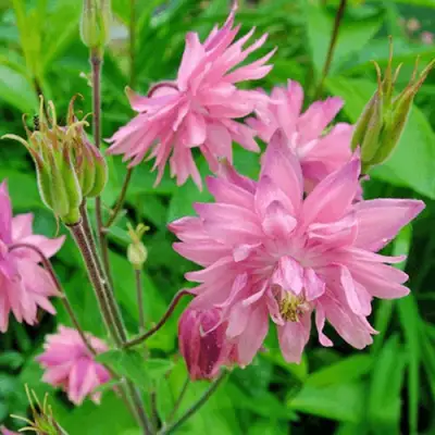 Аквилегия БАРЛОУ ПИНК гибрид МакКаны в Горках