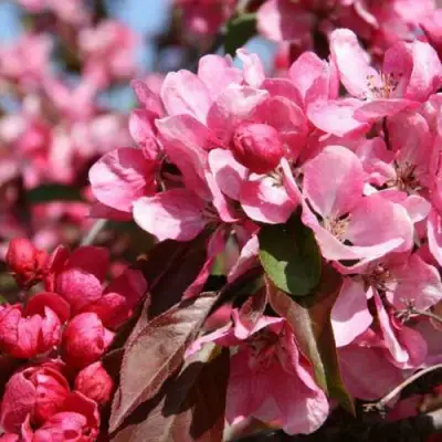 Яблоня РУДОЛЬФ декоративная  в Горках