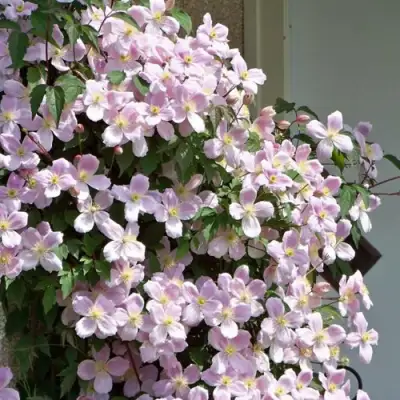 Клематис ГОРНЫЙ в Горках