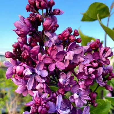 Сирень ВИОЛЕТТА в Горках