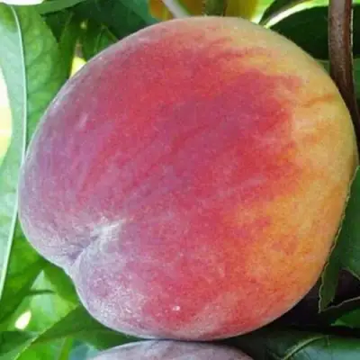 Персик ТОП СВИТ в Горках