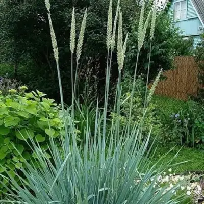 Элимус БЛЮ ДЮН песчаный в Горках