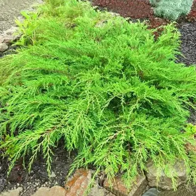 Микробиота ЯКОБСЕН перекрестнопарная в Горках