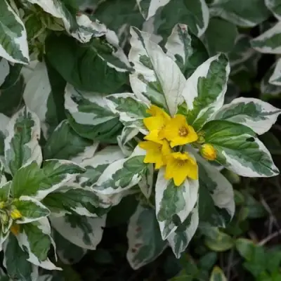 Вербейник АЛЕКСАНДР точечный в Горках