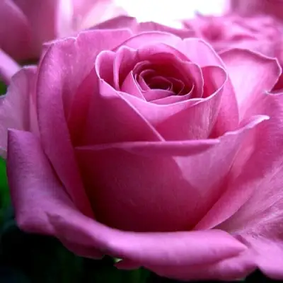 Роза ЭЙФЕЛЕВА БАШНЯ чайно-гибридная в Горках