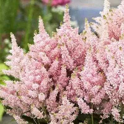 Астильба ЮНИК САЛМОН гибридная в Горках