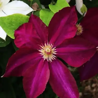 Клематис МАЗОВШЕ в Горках