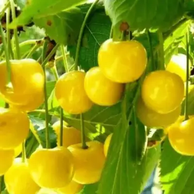 Черешня ПОДСНЕЖНИК в Горках