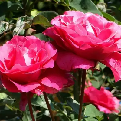 Роза ВИЕН РОУЗ чайно-гибридная в Горках