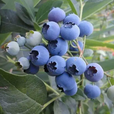 Голубика ЛЕГАЦИЯ в Горках