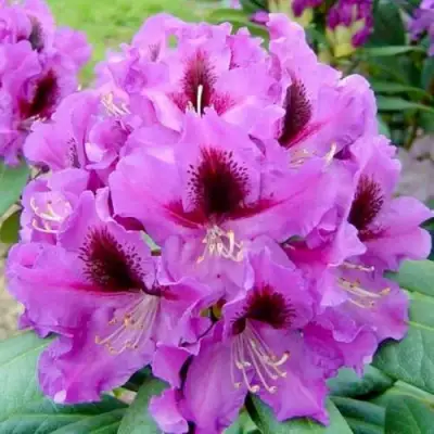 Рододендрон РАСПУТИН в Горках