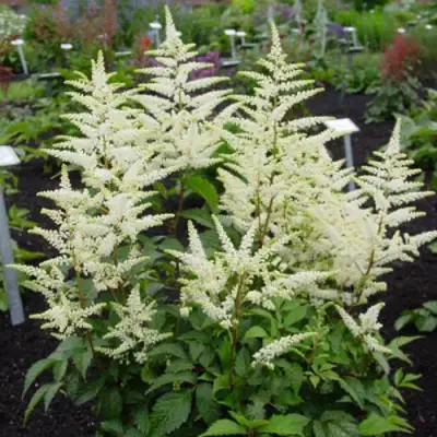 Астильба БРАУТШЛЕЙЕР Арендса в Горках