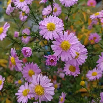 Астра СТРОУБЕРРИ ЭНД КРИМ новобельгийская в Горках