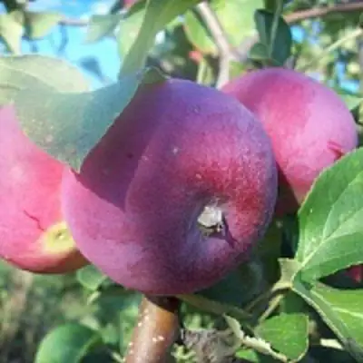 Яблоня СЕРЕБРЯНОЕ КОПЫТЦЕ в Горках