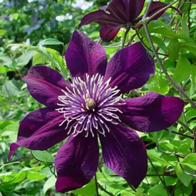 Клематис ПАНТЕР в Горках