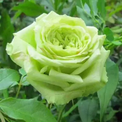 Роза СУПЕР ГРИН чайно-гибридная в Горках